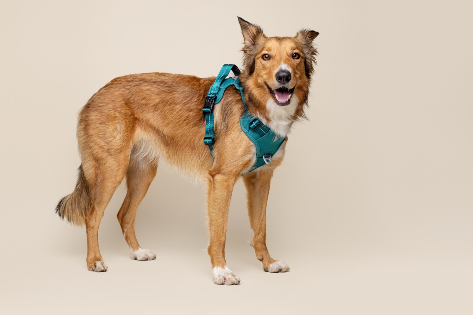 A calm tan Labrador mix wearing a PawSafe Steady+Style harness with a slack lead — showing the front-clip design and padded chest panel