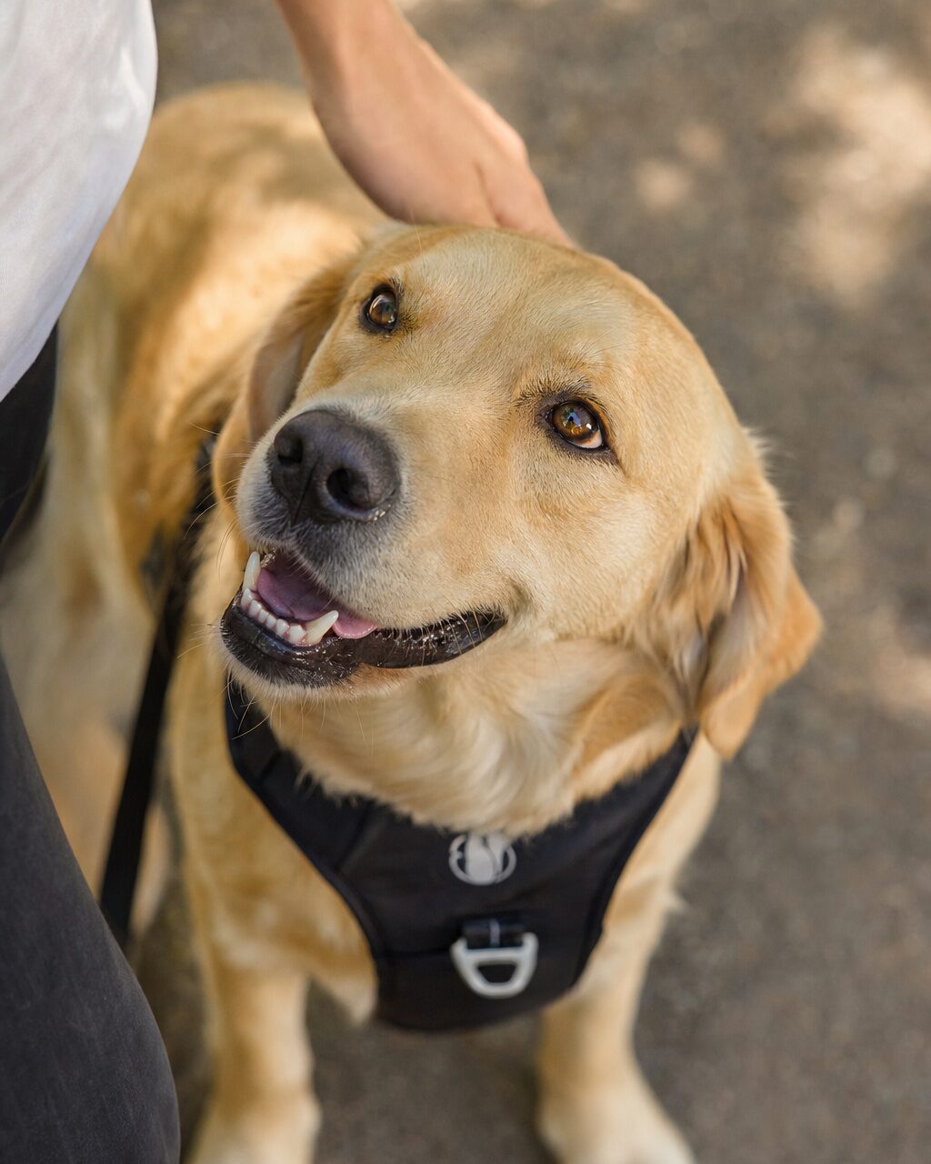A rescue mutt in a PawSafe Steady+Style harness looks up at her owner — relaxed, mouth open in a soft smile, trust between dog and human
