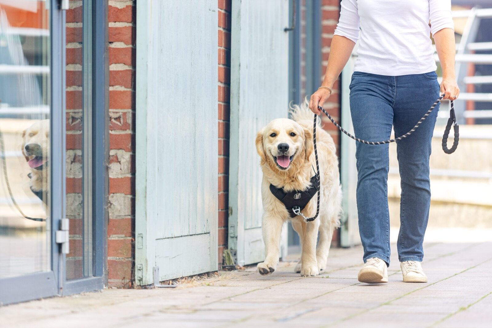 A golden Labrador in a PawSafe Steady+Style harness walking calmly past a row of urban shopfronts, owner's hand visible holding a slack rope leash