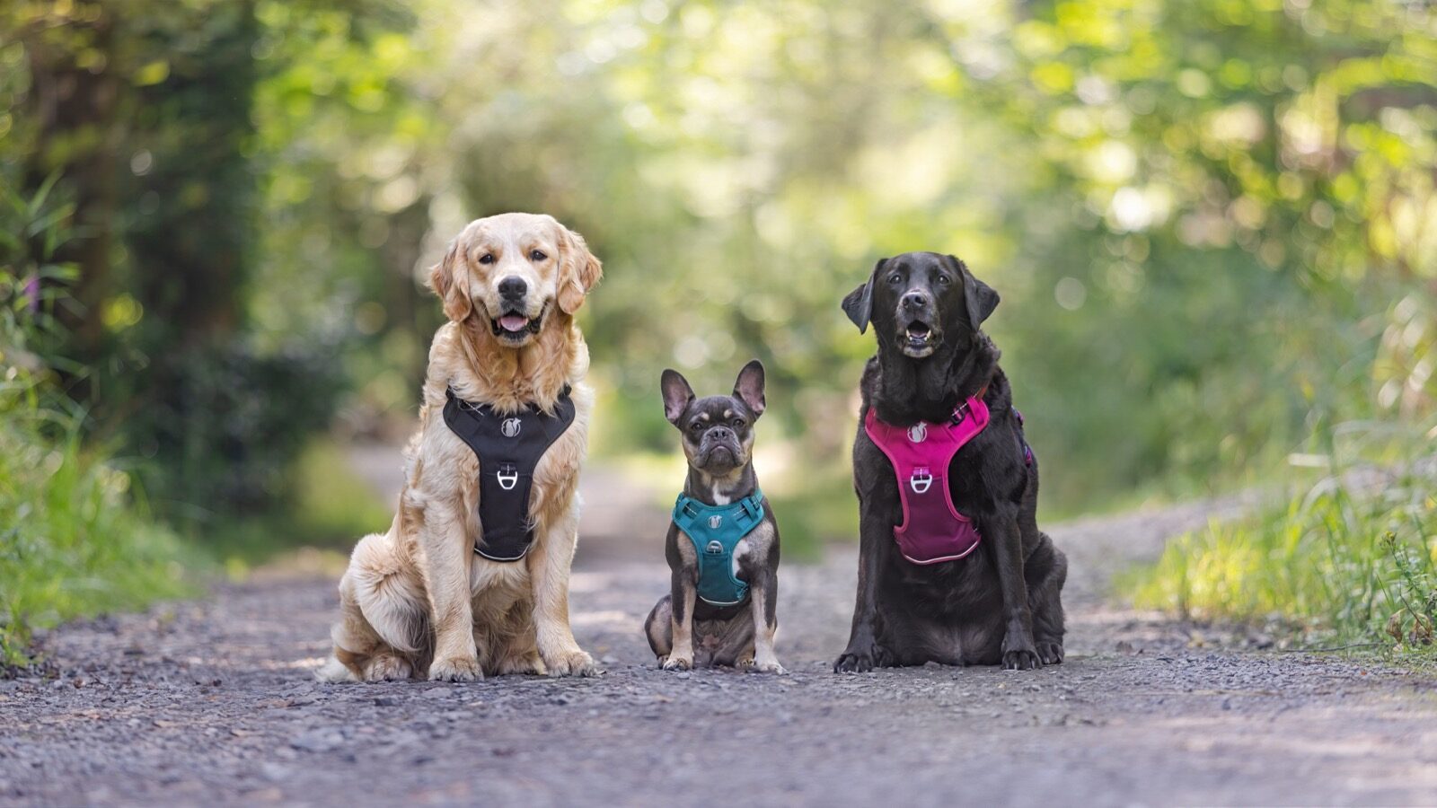 Owner walking calmly with a golden Labrador in a PawSafe Steady+Style harness down a brick-lined urban street